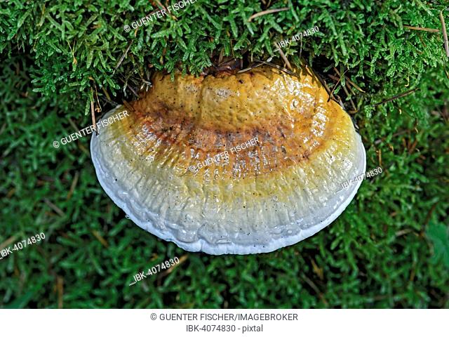 Shelf mushroom or Bracket fungus (Ganoderma sp.), Inedible, Switzerland