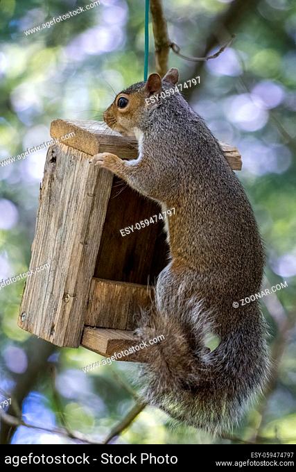 Grey Squirrel (Sciurus carolinensis) peering over a wooden bird feeder