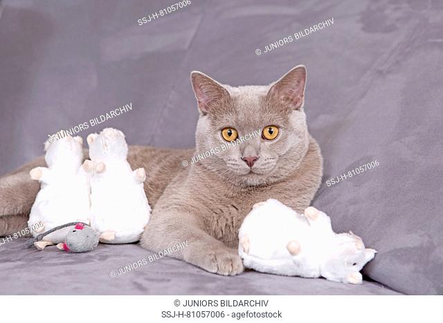 British Shorthair. Lilac tomcat (7 month old) with toy mice lying on a couch. Germany