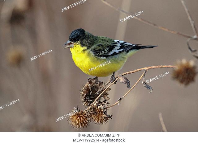 Lesser Goldfinch - SpinUS psaltria - feeding on dried weeks along road in Bosque Del Apache National Wildlife Refuge in New Mexico in winter - USA Lesser...