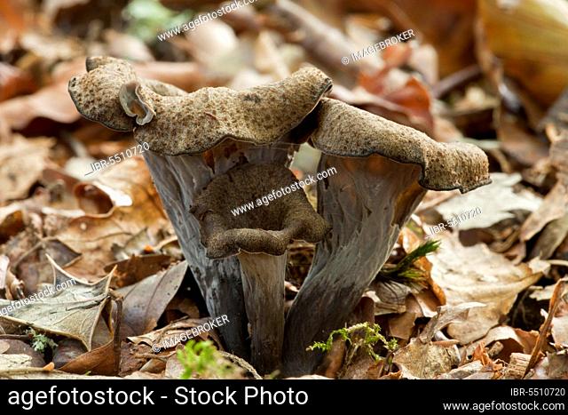 Horn of Plenty (Craterellus cornucopioides) fruiting bodies, growing amongst leaf litter in woodland, New Forest, Hampshire, England, United Kingdom, Europe