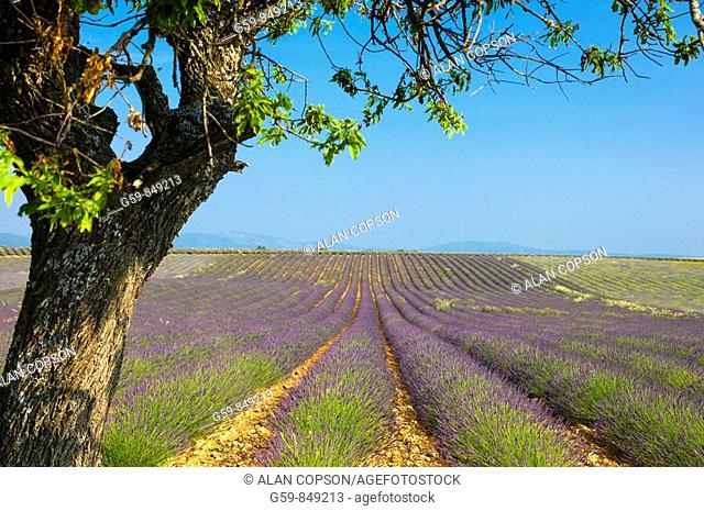 France Provence-Alpes-Côte d'Azur, Alpes-de-Haute-Provence Valensole Lavendar Fields