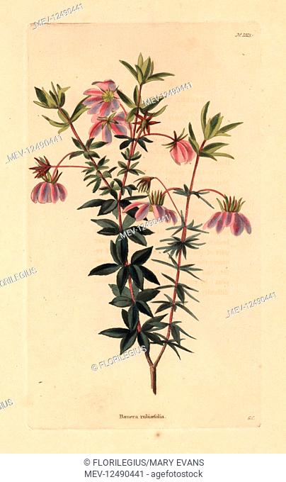 Dog rose, Bauera rubioides (Bauera rubiaefolia). Handcoloured copperplate engraving by George Cooke from Conrad Loddiges' Botanical Cabinet, Hackney, 1828