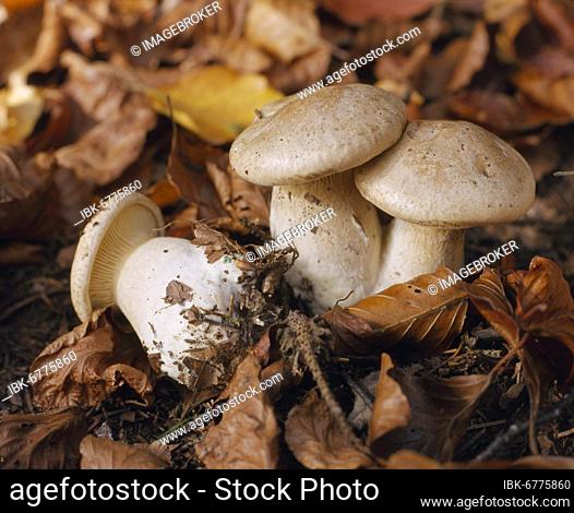 Clouded funnel fungus (Clitocybe nebularis), foggy grey funnel mushroom or fog cap