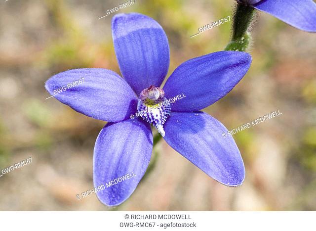 WESTERN AUSTRALIAN BLUE CHINA CYANICULA GEMMATA NATIVE ORCHID