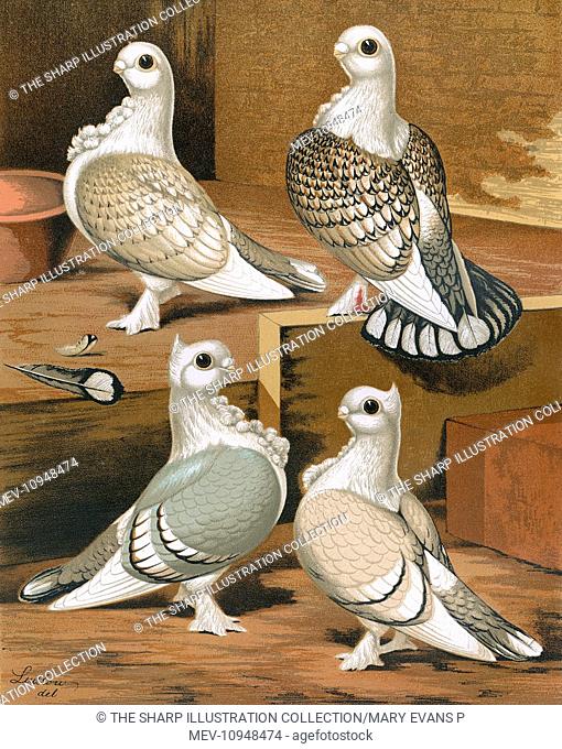 A portrait of four pigeons from the Oriental Frills family and an exhibition breed. The Brunette, Bluette, Satinette and Silverette