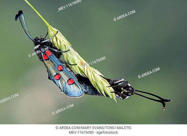 Narrow-bordered Five-spot Burnet pair mating on blade of grass
