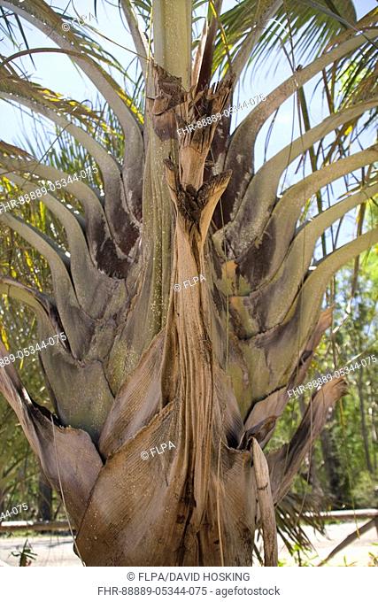 Dypsis decaryi is a palm tree commonly known as the Triangle palm native to the Madagascar