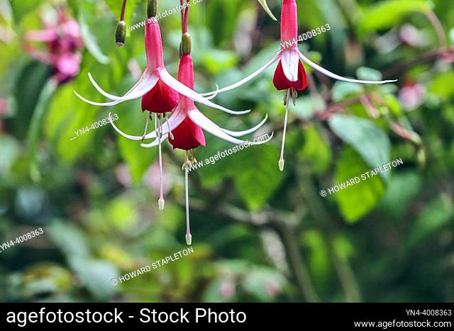 Hanging fuchsias (Onagraceae) at Butchart Gardens located in Brentwood Bay, British Columbia, Canada