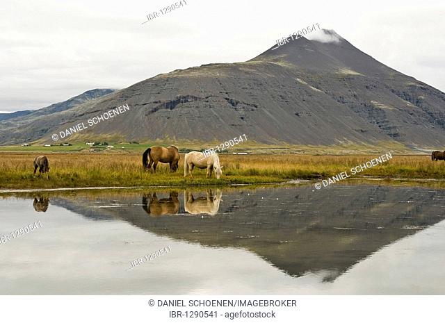 Icelandic horses near Hoefn, Iceland, Europe