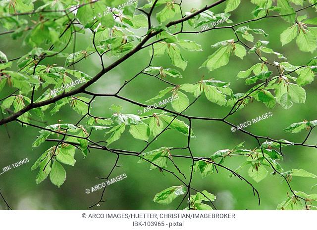 Beech leaves in spring, North Rhine-Westphalia, Germany (Fagus sylvatica)