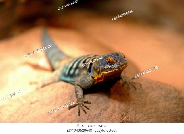 blue rock iguana