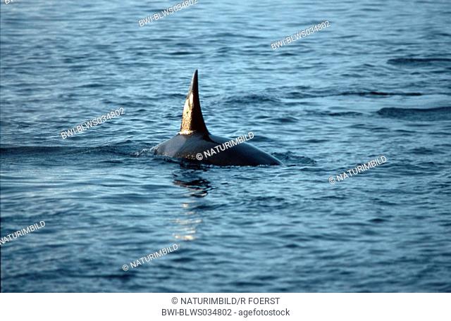 orca, great killer whale, grampus Orcinus orca, dorsal fin of a roaming single animal, Norway