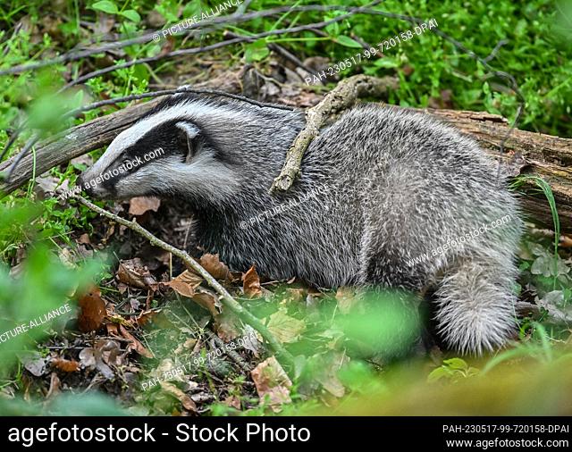 16 May 2023, Brandenburg, Sieversdorf: A young European badger (Meles meles) explores the forest near the burrow. The nocturnal predator belongs to the marten...