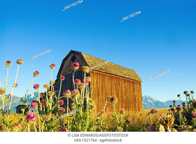 Barn with the Tetons in the background, Jackson, Wyoming, USA