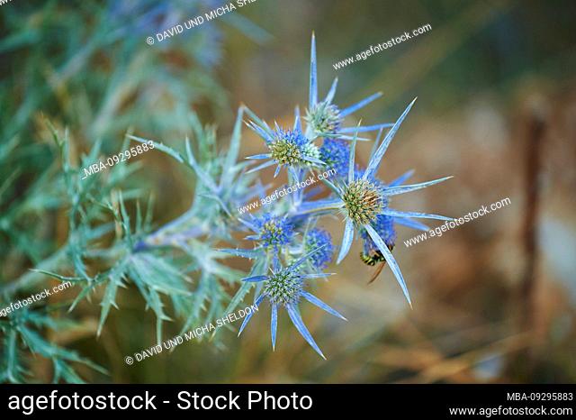 Amethyst eryngo (Eryngium amethystinum), blossom, Cres, Croatia