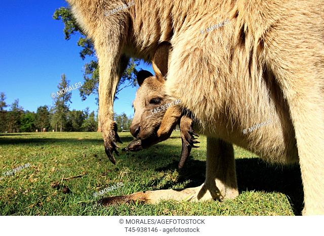 Grey Kangaroo (Macropus giganteus), Queensland, Australia