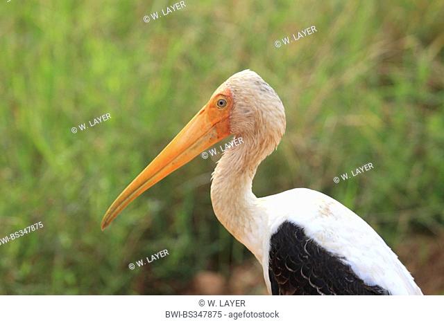 painted stork (Mycteria leucocephala, Ibis leucocephalus), portrait, Sri Lanka, Yala National Park
