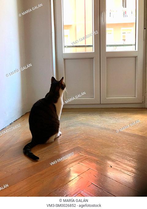 Tabby and white cat sitting in an empty room, looking through the window