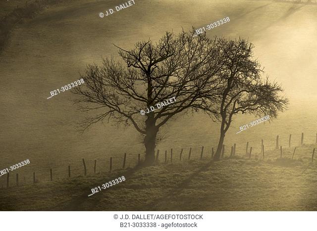 France, Auvergne, Cantal, winter morning at Saint Constant