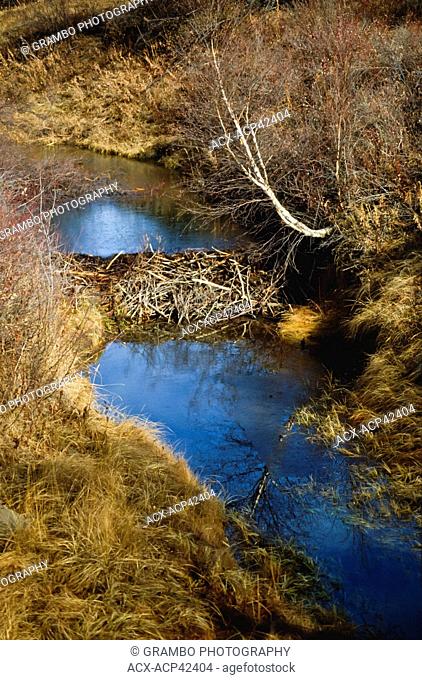 Beaver dam on creek at Beaver Creek Conservation Area, near Saskatoon, Saskatchewan, Canada