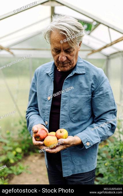 Senior man holding organic apples at a greenhouse
