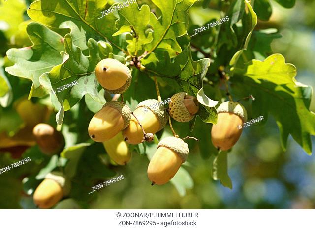 Quercus robur, Stieleiche, German oak
