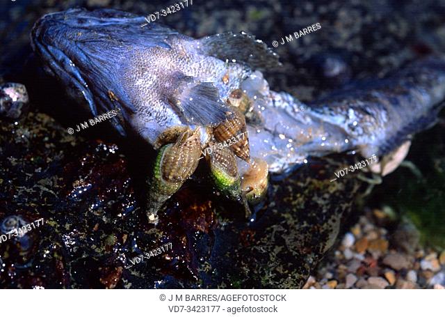 Thick-lipped dogwhelk (Hinia incrassata or Tritia incrassata) is a carnivorous marine snail. This photo was taken in Saint Jean de Luz, France