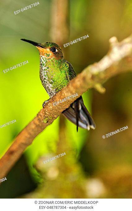 Band-tailed Barbthroat Hummingbird, Monteverde Rain Forest, Costa Rica