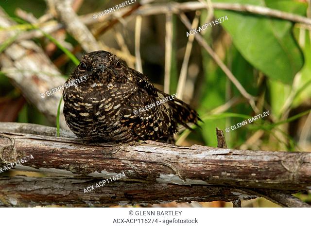 Blackish Nightjar (Nyctipolus nigrescens) perched on a branch in the rainforest of Guyana