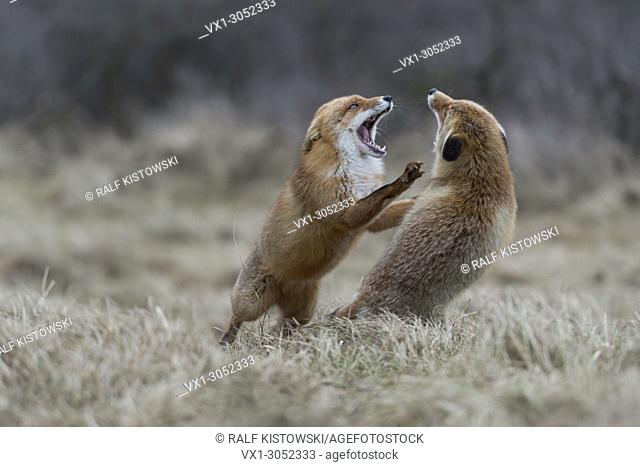 Red Fox ( Vulpes vulpes ), two adults, standing on hind legs, threatening each other with wide open jaws, territorial behavoir during rut, wildlife, Europe