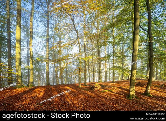 Germany, Mecklenburg-West Pomerania, Müritz National Park, Serrahn sub-area, UNESCO world natural beech forests of the Carpathians and old beech forests of...