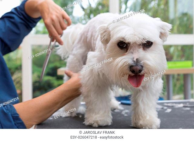 Cutting hair of the cute white Maltese dog by scissors . The dog is standing on the grooming table and looking at the camera