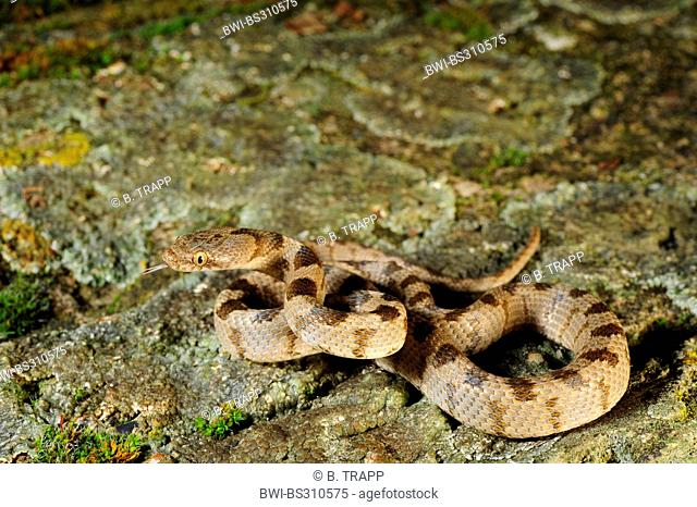 cat snake, European cat snake (Telescopus fallax), juvenile flicking, Greece, Peloponnes