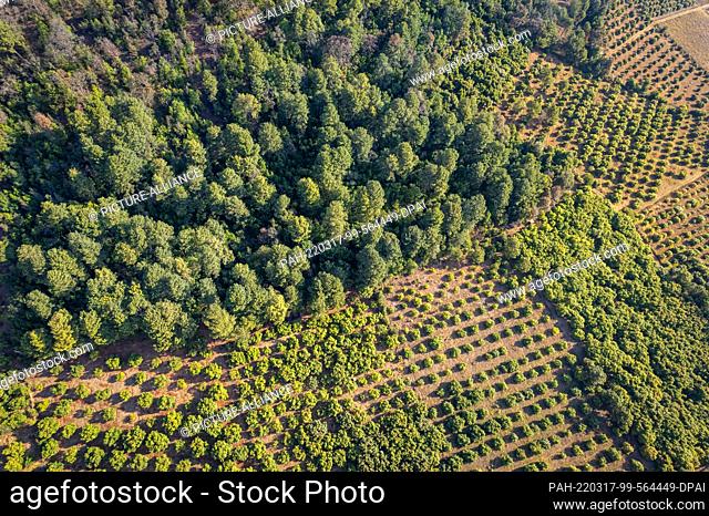 FILED - 16 March 2022, Mexico, Avocado: Avocado trees grow on newly planted land next to deciduous forest. Avocados are one of the most lucrative commodities...