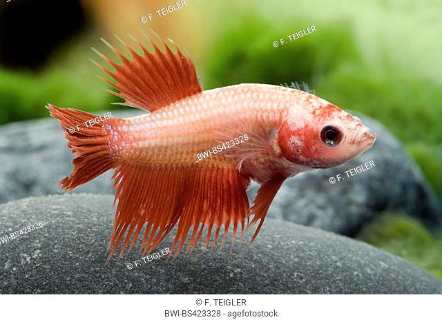 Siamese fighting fish, Siamese fighter (Betta splendens Crowntail), Crowntail, female