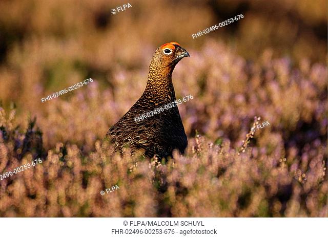 Red Grouse Lagopus lagopus scoticus Male in heather, Yorkshire, England