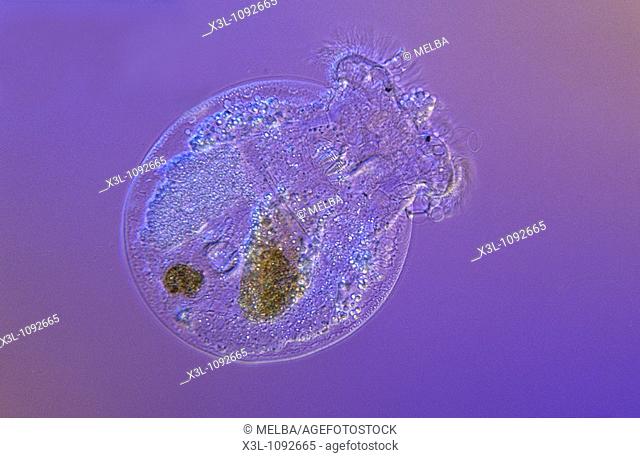 Philodina Rotifera Optic microscopy
