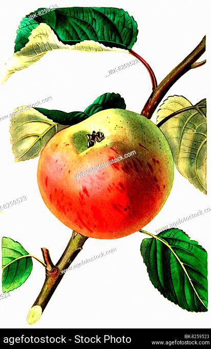 Apfel, Apfelsorte, the irish peach apple, digitale Reproduktion einer Originalvorlage aus dem 19. Jahrhundert, Originaldatum nicht bekannt