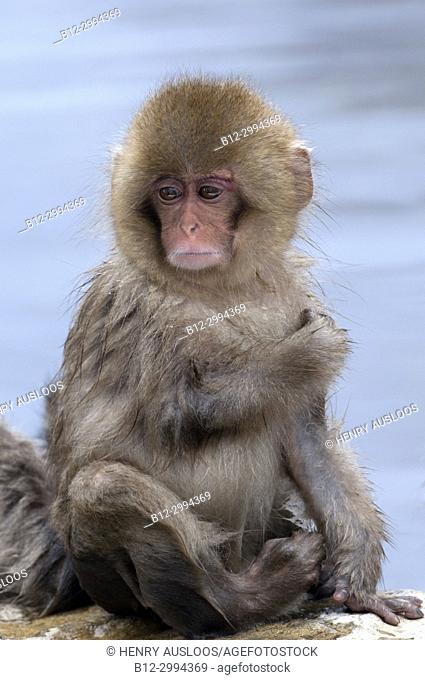 Japanese macaque or snow japanese monkey, young (Macaca fuscata), Japan