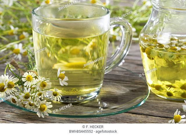 scented mayweed, german chamomile, german mayweed (Matricaria chamomilla, Matricaria recutita), chamomile tea, Germany