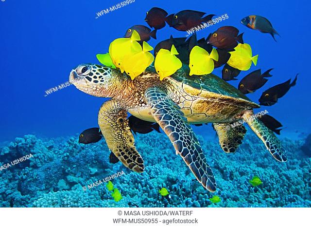 Green Sea Turtle cleaned by Surgeonfishes, Chelonia mydas, Zebrasoma flavescens, Ctenochaetus strigosus, Kona Coast, Big Island, Pacific Ocean, Hawaii, USA