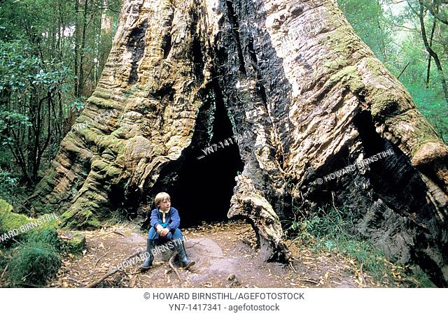 Young boy sits at the foot of a giant ancient tree in a Tasmanian forest
