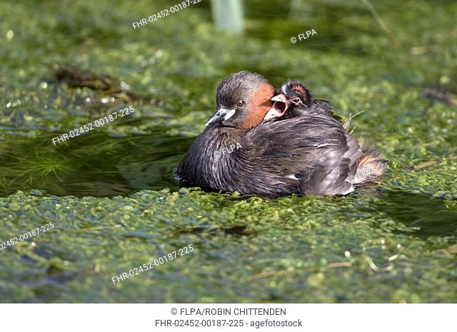 Little Grebe Tachybaptus ruficollis adult, with yawning chick on back, in water, Cley Marshes, Cley-next-the-sea, Norfolk, England