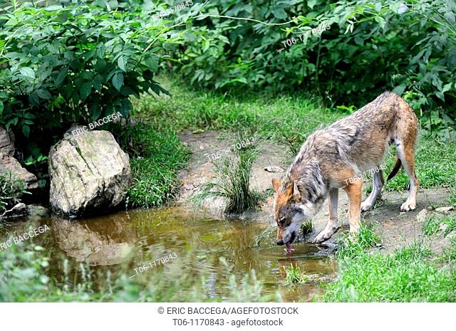 European wolf drinking from a puddle Canis lupus captive, Bayerischerwald National Park, Germany