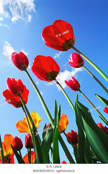 common garden tulip (Tulipa gesneriana), blooming against blue sky