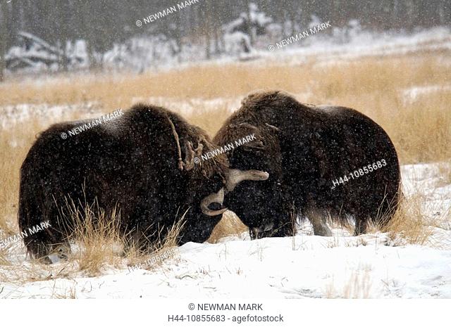 10855683, Muskox, Ovibos moschatos, Yukon wildlife