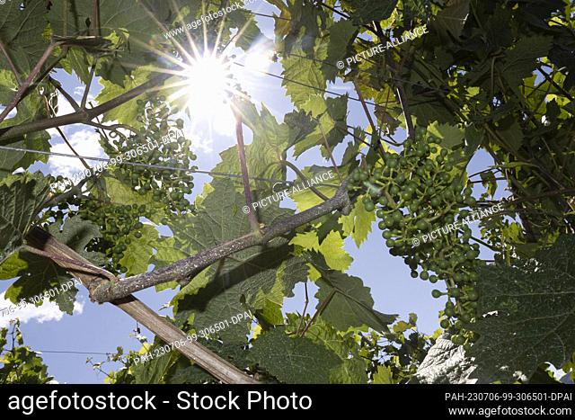 06 July 2023, Rhineland-Palatinate, Bacharach: Grapes ripen near Bacharach in Rhineland-Palatinate. The extent to which the summer's dry spells will affect the...