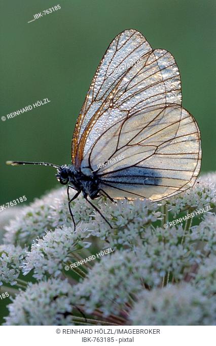 Black-veined White butterfly (Aporia crataegi), Filz near Woergl, Tyrol, Austria, Europe