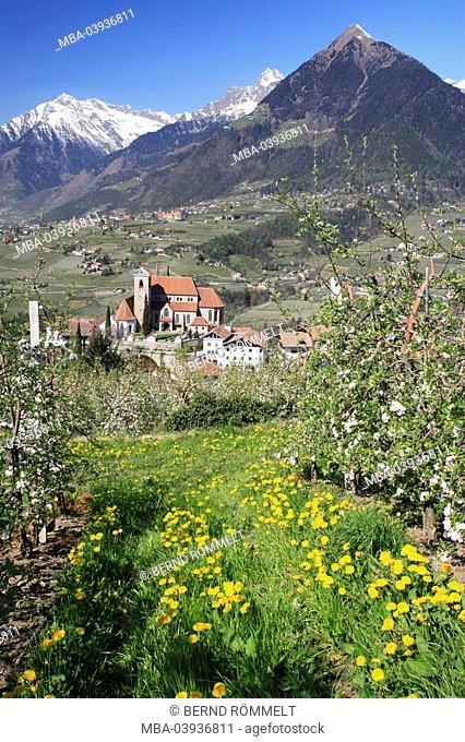 Italy, South-Tyrol, Schenna, locality perspective, mountain scenery, Texel-group, apple-bloom, spring